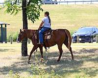 husband-safe-quarter-horse