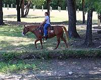 kid-safe-quarter-horse