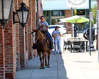 parade-quarter-horse