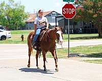 performance-quarter-horse