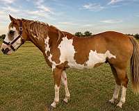 athletic-paint-horse