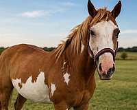 beginner-paint-horse