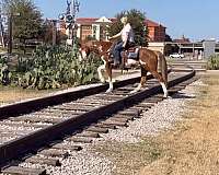 calf-roping-paint-horse