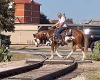 endurance-paint-horse
