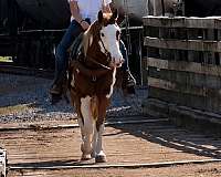 ranch-paint-horse