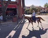 ranch-work-paint-horse