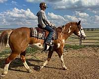 ridden-western-paint-horse