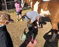 roping-paint-horse