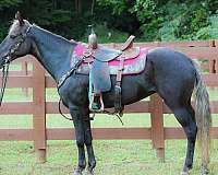 all-around-rocky-mountain-horse