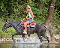 athletic-rocky-mountain-horse