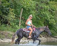 drill-team-rocky-mountain-horse