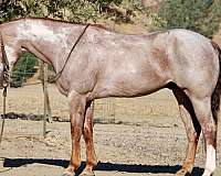 overo-strawberry-roan-horse