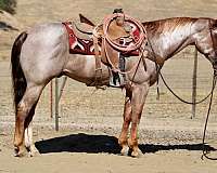 all-around-paint-horse