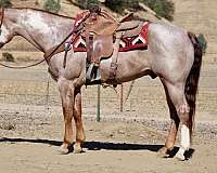athletic-paint-horse
