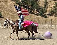 calf-roping-paint-horse
