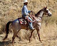 experienced-paint-horse