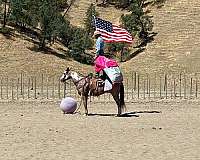 husband-safe-paint-horse