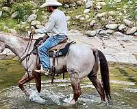 performance-paint-horse