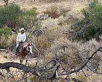ranch-paint-horse