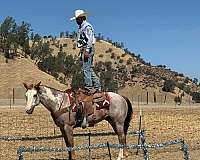 ranch-versatility-paint-horse