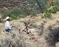 ranch-work-paint-horse