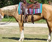 athletic-paint-horse