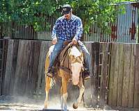 husband-safe-paint-horse