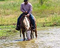 performance-paint-horse