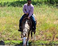 ranch-paint-horse