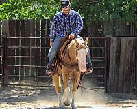 ranch-versatility-paint-horse