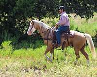 ranch-work-paint-horse