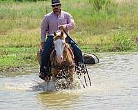 ridden-western-paint-horse