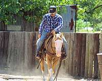 roping-paint-horse