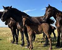 standardbred-x-horse