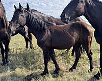 heads-filly