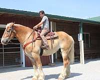 draft-horses-forsale-belgian