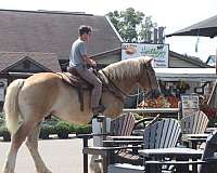 gentle-giants-belgian-horse