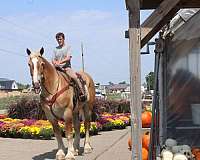 draft-horses-forsale