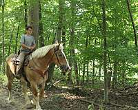 kidsafe-horses