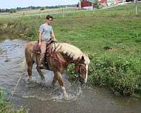 draft-horses-forsale-gelding