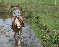 gentle-giants-gelding