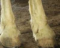 kidsafe-horses-gelding