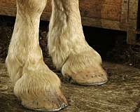 strip-white-mane-tail-horse