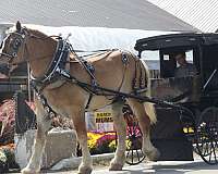 beginner-belgian-horse