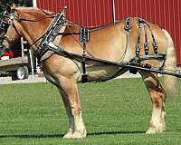 draft-belgian-horse