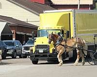 husband-safe-belgian-horse