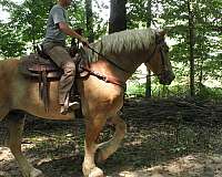 kid-safe-belgian-horse