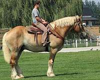 kidsafe-horses-belgian
