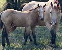 red-roan-roan-performance-reining-horse