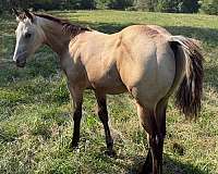 performance-reining-horse